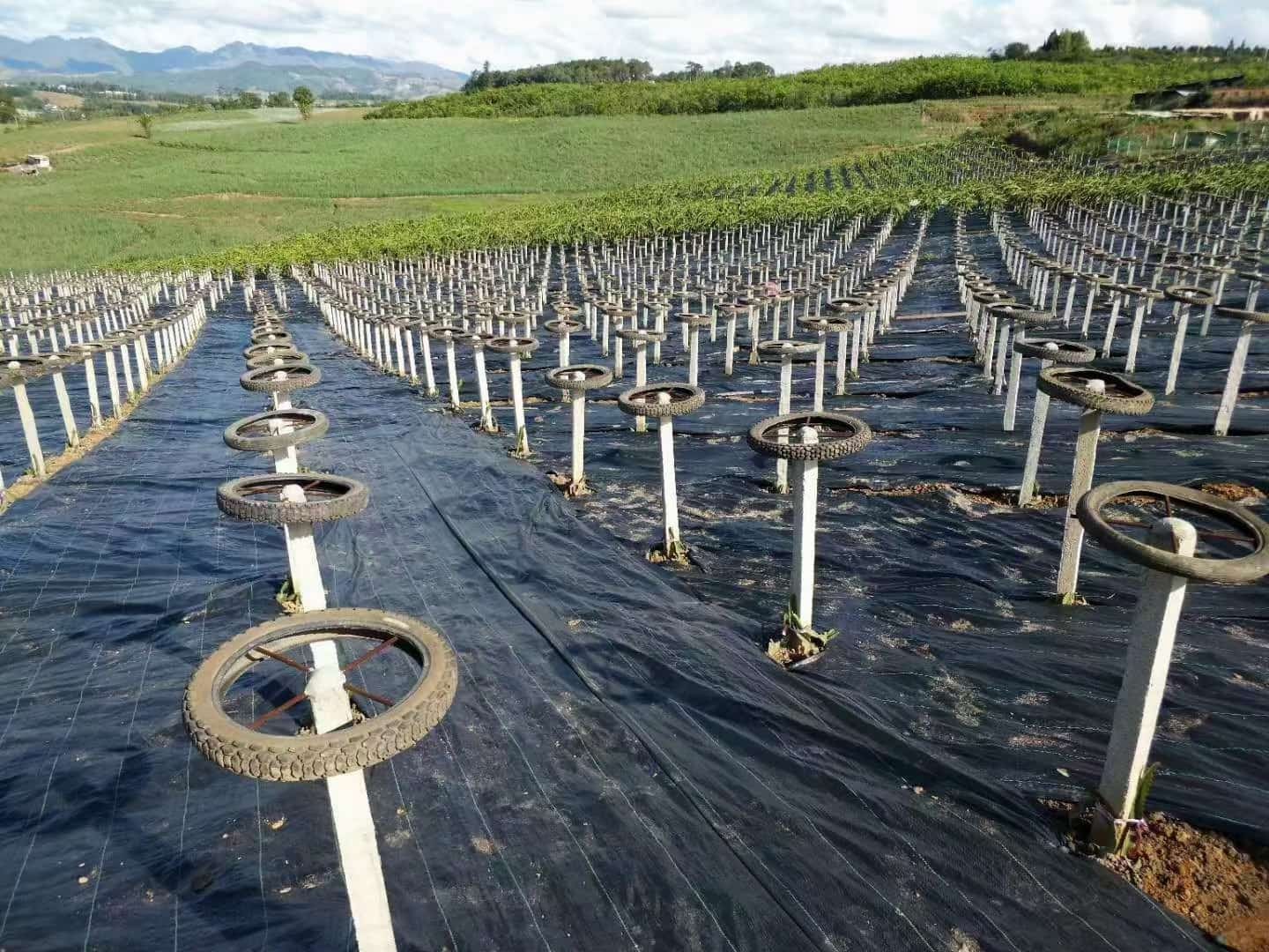 Processo de fabricação de tecido para controle de ervas daninhas